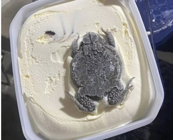 최근 미국 유명 아이스크림 회사 제품에서 거대한 두꺼비 사체가 나왔다. / 사진=트위터 갈무리