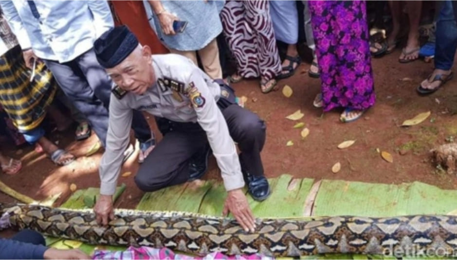 2018년 6월 15일 인도네시아 동남 술라웨시 주 무나 섬에서 현지 경찰 당국자가 50대 여성을 삼켜 숨지게 한 비단구렁이의 몸길이를 재고 있다. / 데틱닷컴 홈페이지