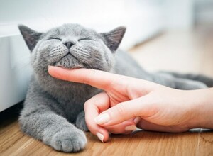 고양이 골골 거리는 의미와 숨어있는 소름돋는 7가지 효과(+이유) < 고양이상식 < 동물뉴스 < 기사본문 - 살구뉴스
