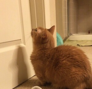 고양이가 화장실 앞에서 기다리는 4가지 반전 이유 (+고치는법) < 고양이상식 < 동물뉴스 < 기사본문 - 살구뉴스