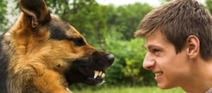 강아지 놀때 으르렁 거리는 중요한 5가지 이유 < 강아지상식 < 동물뉴스 < 기사본문 - 살구뉴스 - 세상을 변화시키는 감동적인 목소리