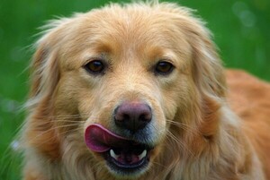 강아지 혀낼름 입술핥기 진짜 의미는? (+카밍시그널) < 강아지상식 < 동물뉴스 < 기사본문 - 살구뉴스 - 세상을 변화시키는 감동적인 목소리
